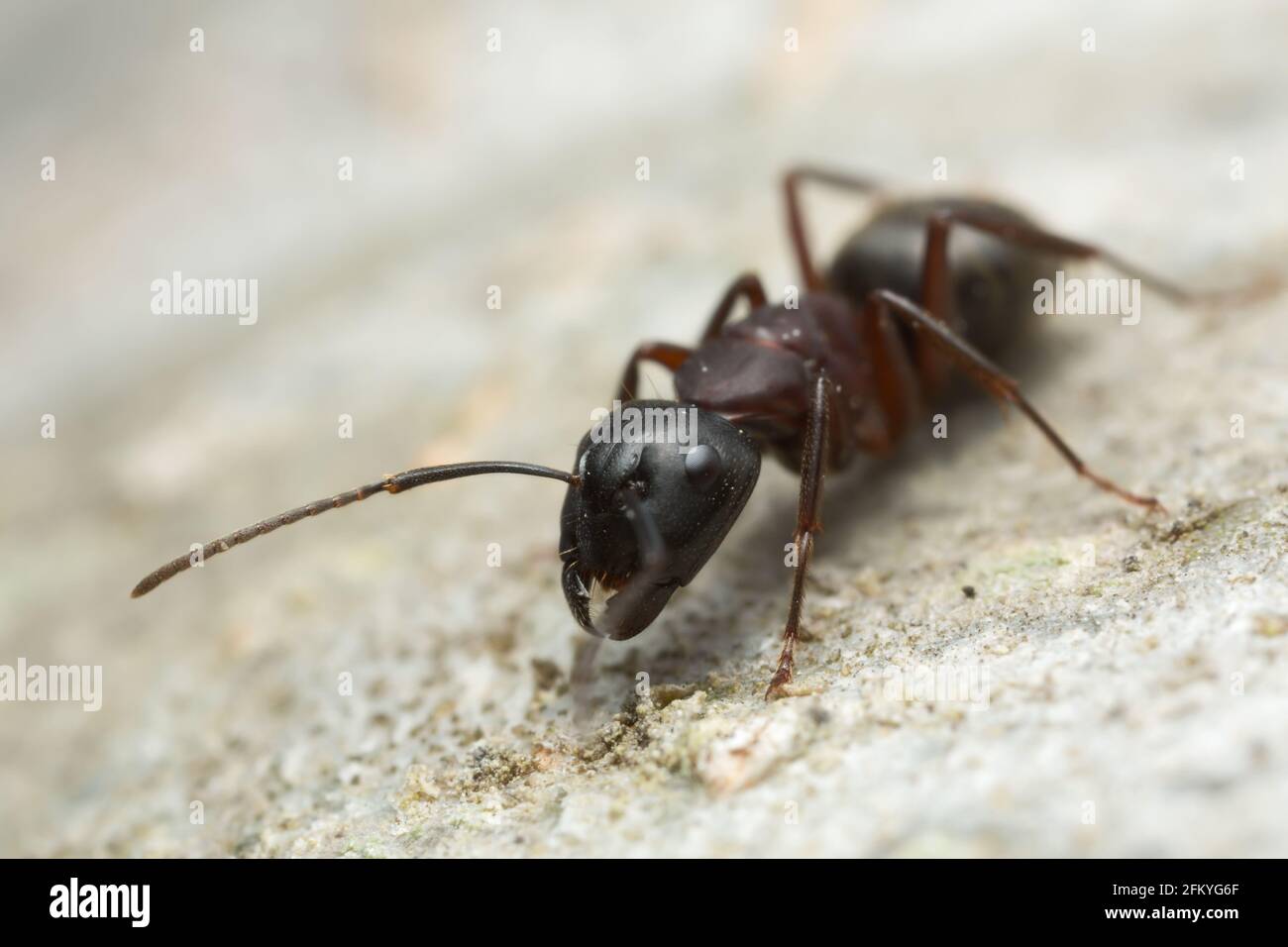 Carpenter ant, Camponotus on wood Stock Photo