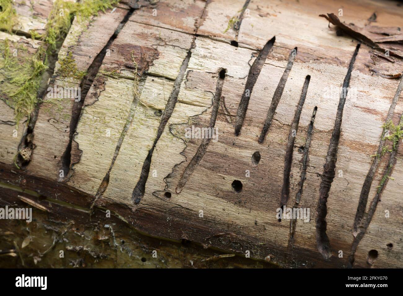Trace after the beetle Hylecoetus dermestoides in birch wood Stock Photo