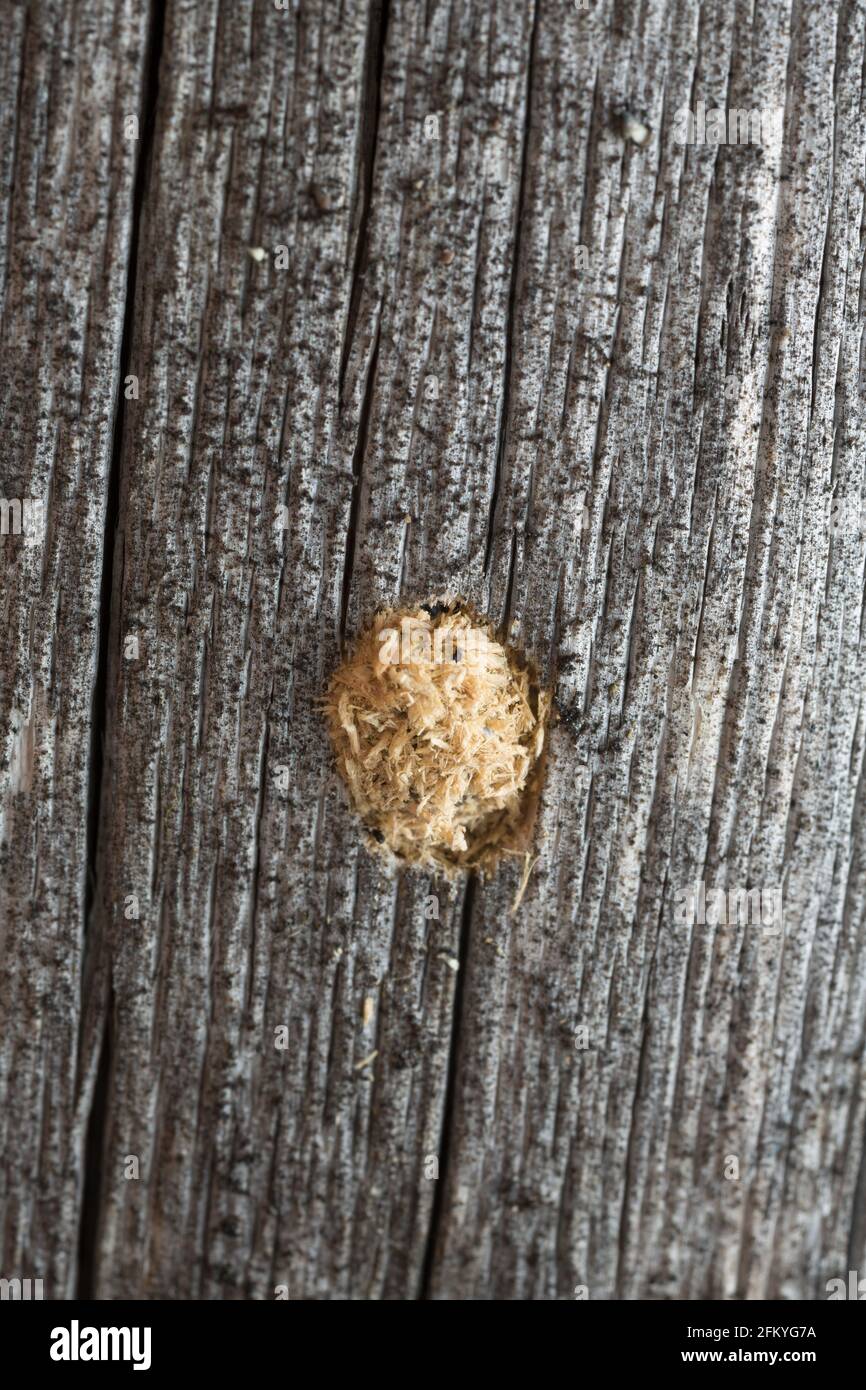 Nest of solitary hymenopteran insect Stock Photo