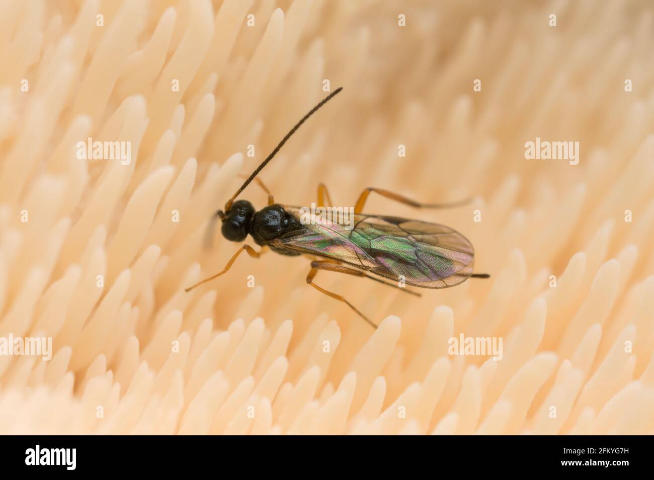 Parasite wasp on mushroom photographed with high magnification Stock Photo