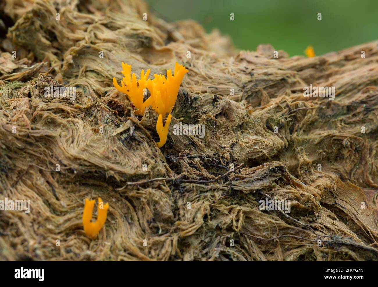 Yellow stagshorn, Calocera viscosa on wood Stock Photo