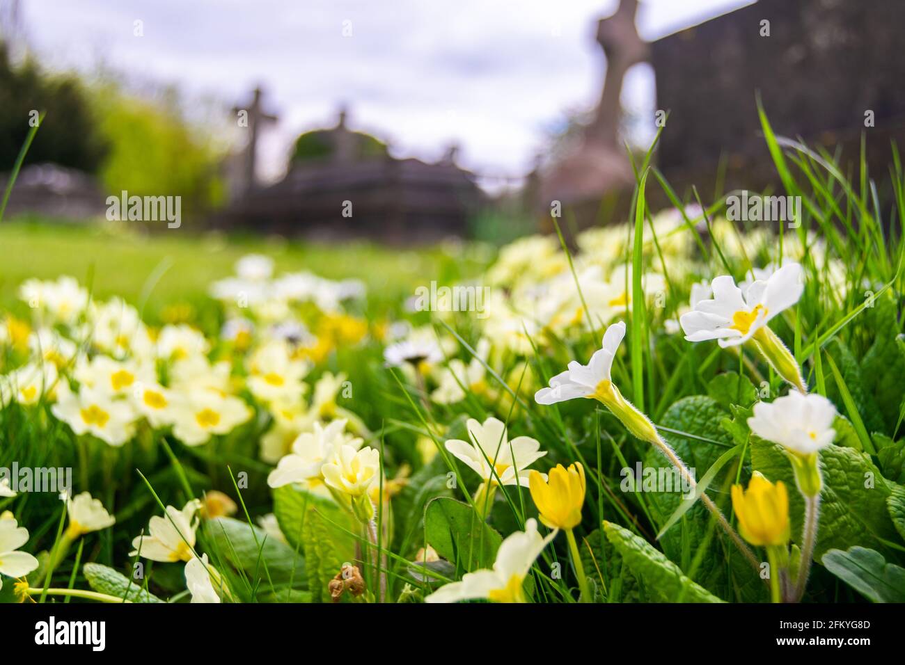 White and yellow Primula vulgaris known as the common primrose growing wildly on a cementery, flowers of Primulaceae with crosses in background Stock Photo