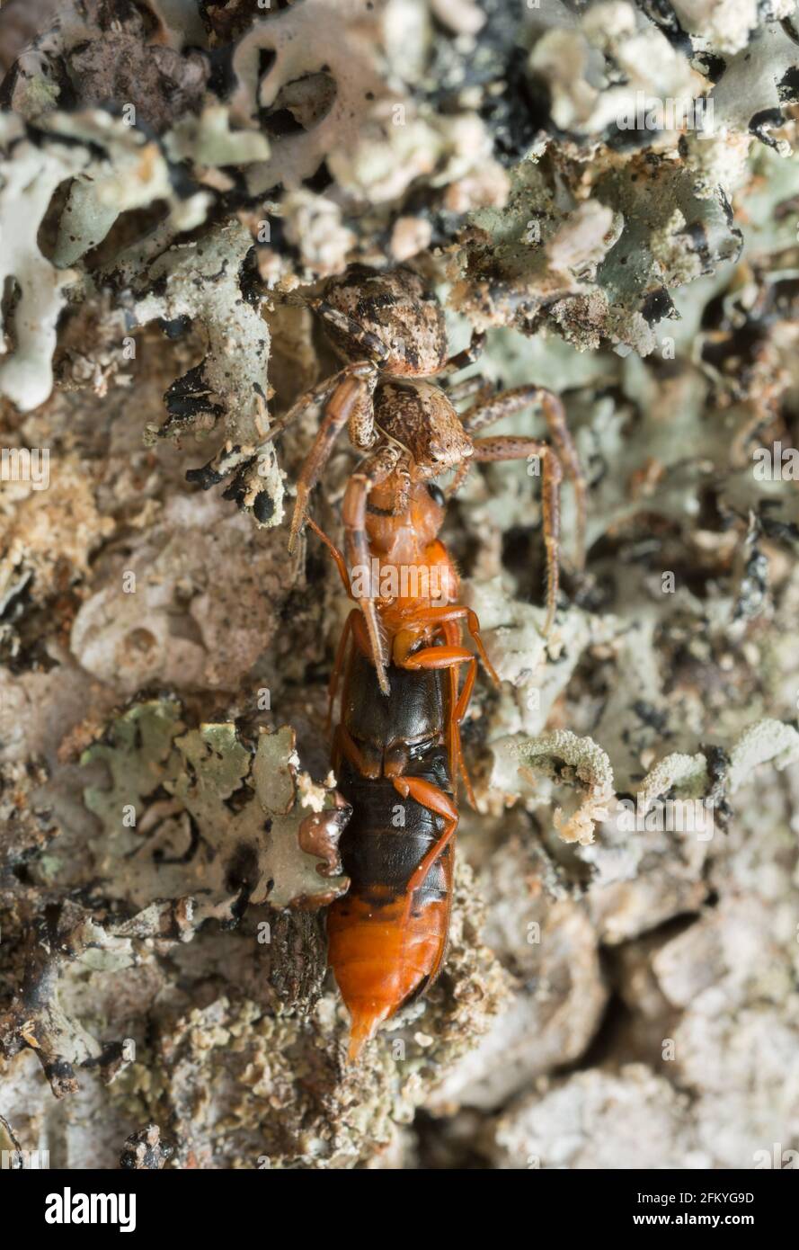 Female Xysticus audax with caught beetle, Hylecoetus dermestoides Stock Photo