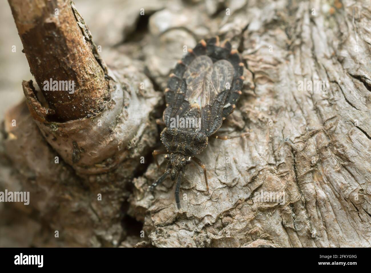 Flat bug, Aradus betulinus on wood Stock Photo