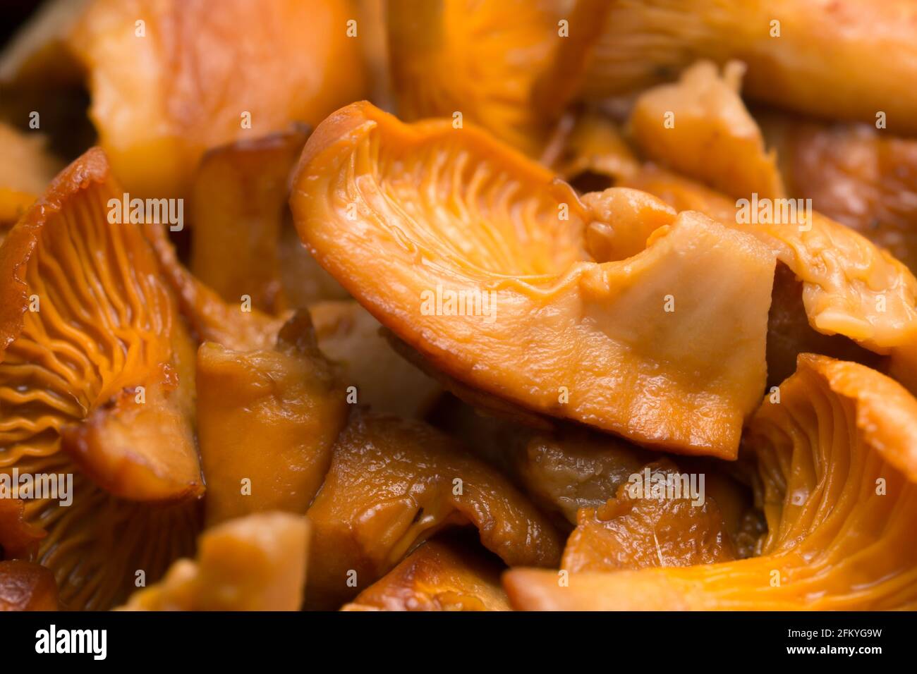 Cooked chanterelle, Cantharellus cibarius Stock Photo
