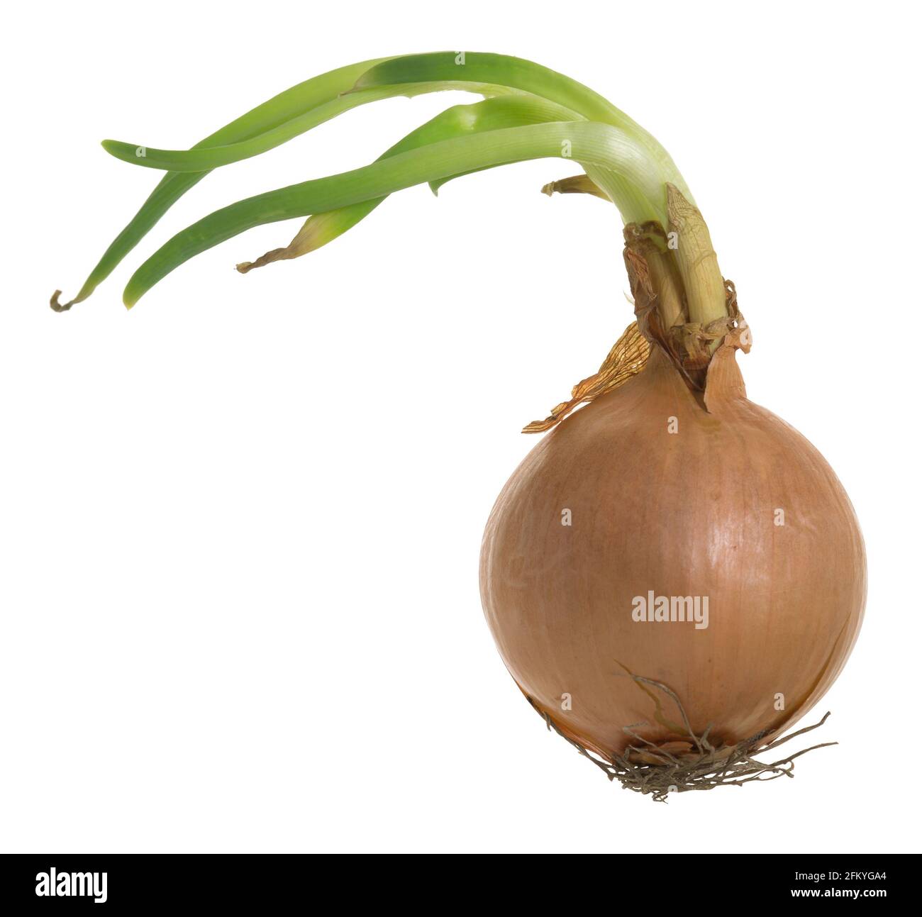 Onion isolated on white background Stock Photo - Alamy