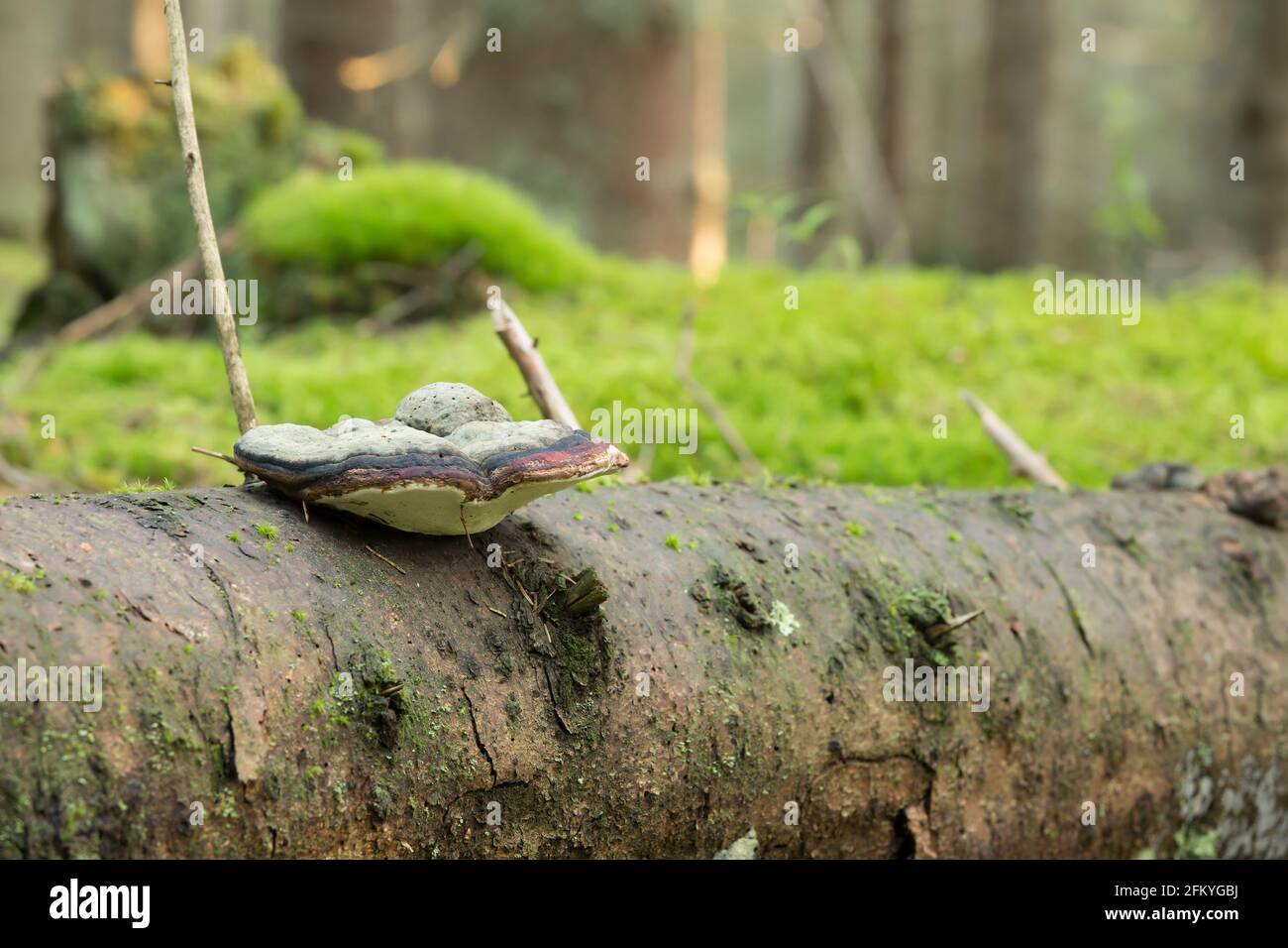 Red-belt conk, Fomitopsis pinicola growing on fir trunk Stock Photo