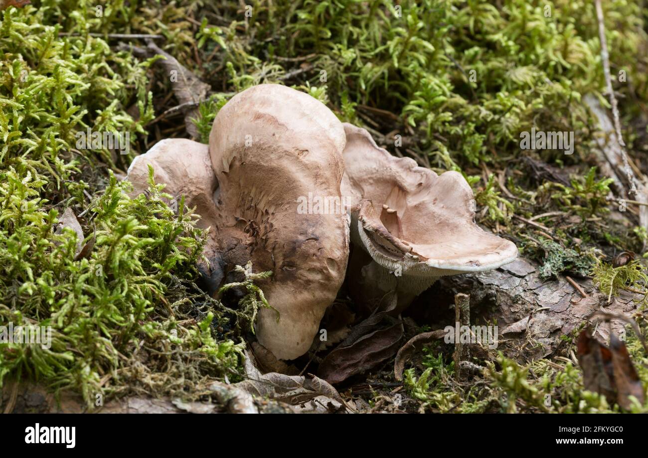 Tooth fungus, Bankera violascens growing among moss Stock Photo