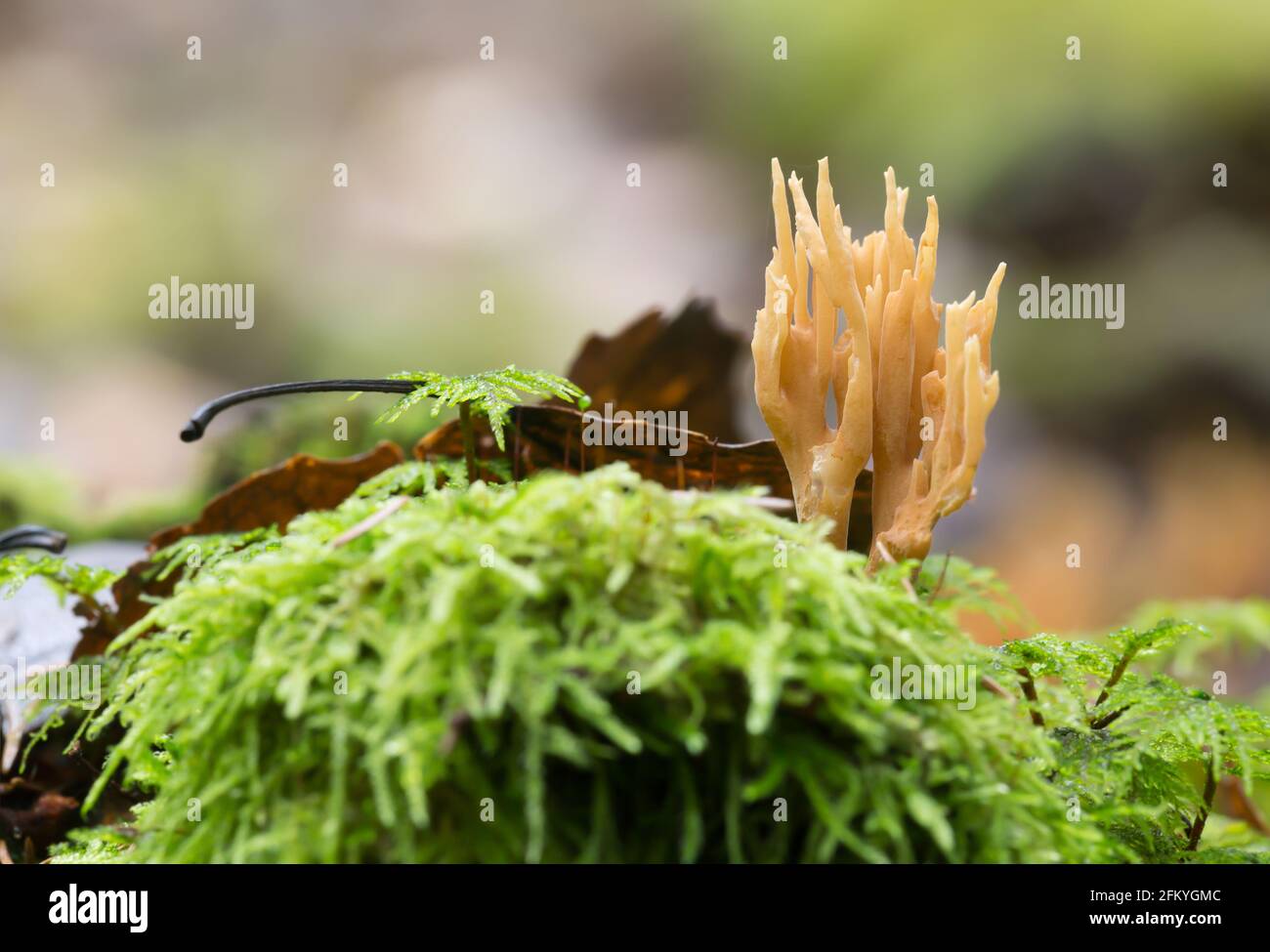 Coral fungi hires stock photography and images Alamy