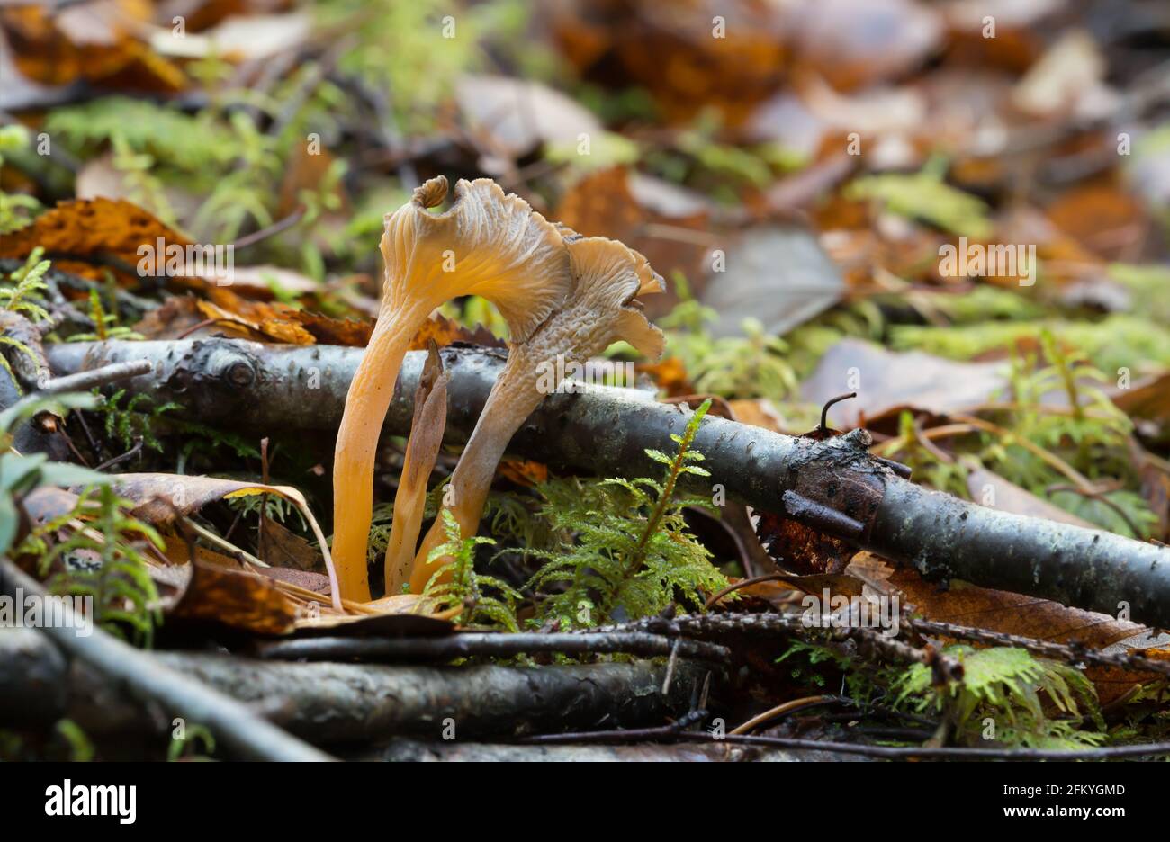 Yellow foot, Cantharellus lutescens Stock Photo
