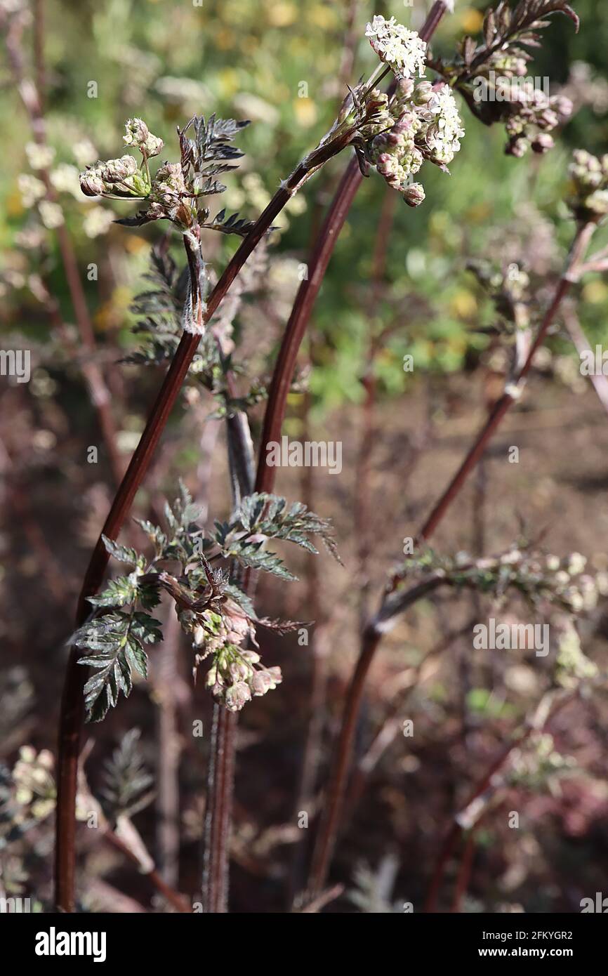 Anthriscus sylvestris ‘Ravenswing’ cow parsley Ravenswing – tiny white flower clusters atop black stems and purple ferny leaves,  May, England, UK Stock Photo