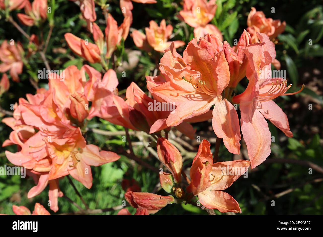 Azalea ‘Gibraltar’ Rhododendron Gibraltar – orange flowers with yellow flare,  May, England, UK Stock Photo