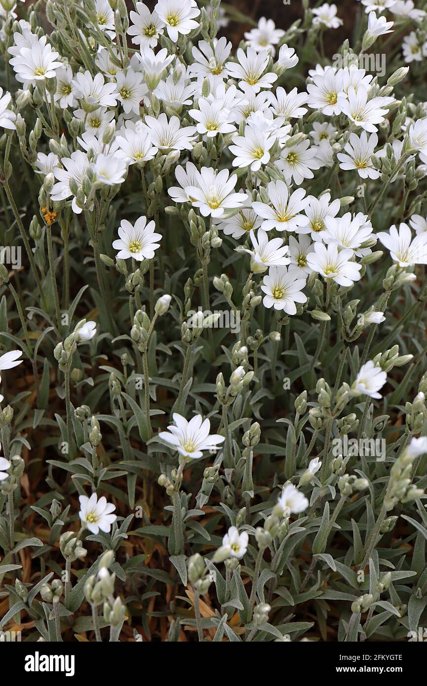 Cerastium tomentosum snow-in-summer / dusty miller – notched white flowers with grey streaks and hairy small silver grey leaves,  May, England, UK Stock Photo