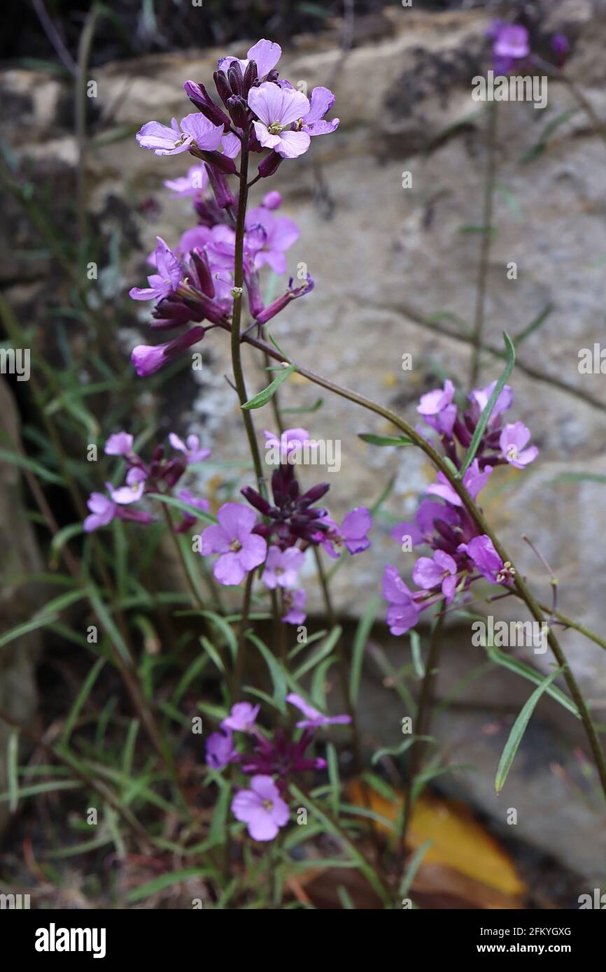 Erysimum bicolor (Hornem) Cheiranthus mutabile – original flowers from Madeira used to cultivate Erysimum Bowles’s Mauve,  May, England, UK Stock Photo