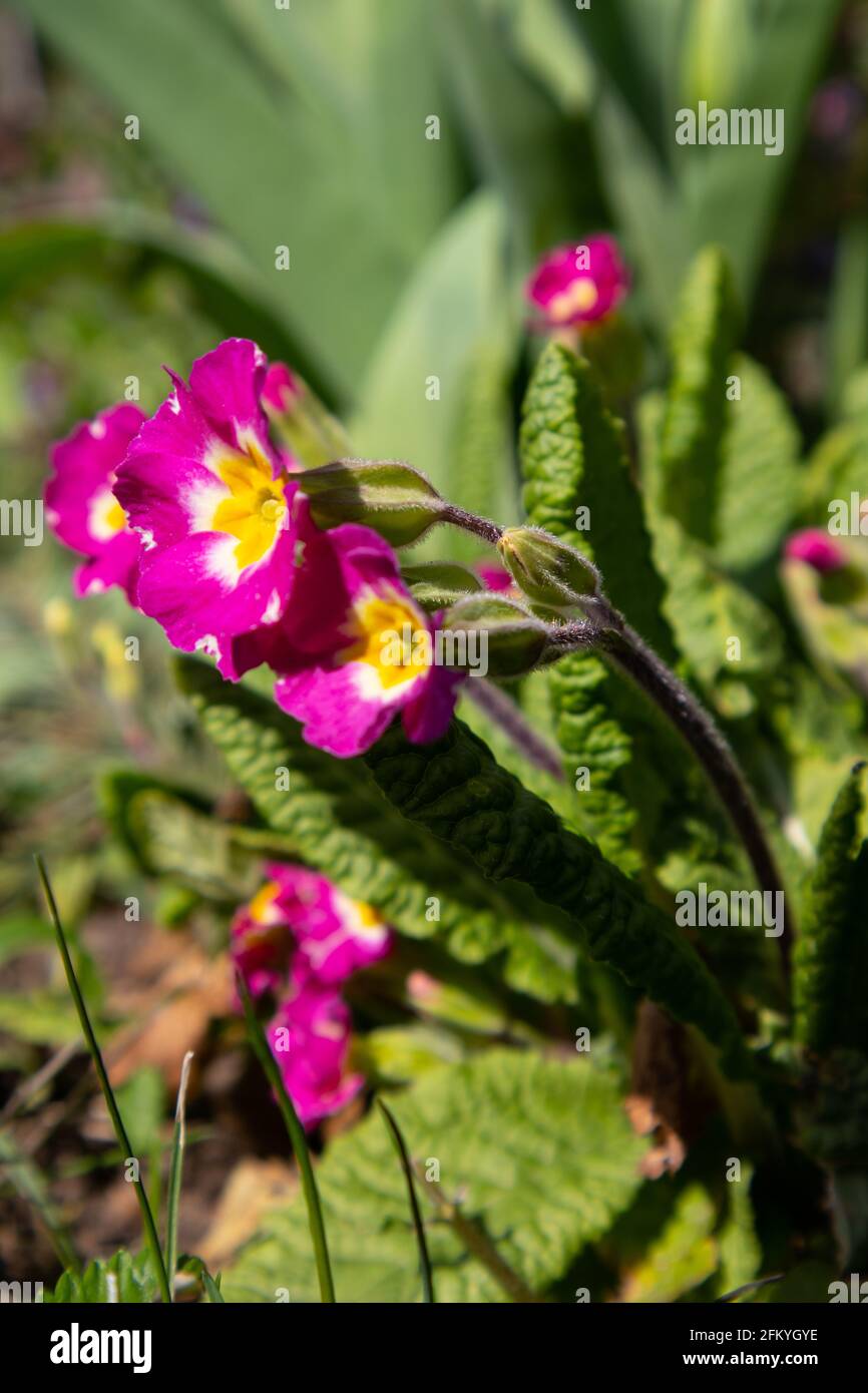 Primose primula vulgaris purple flower Stock Photo