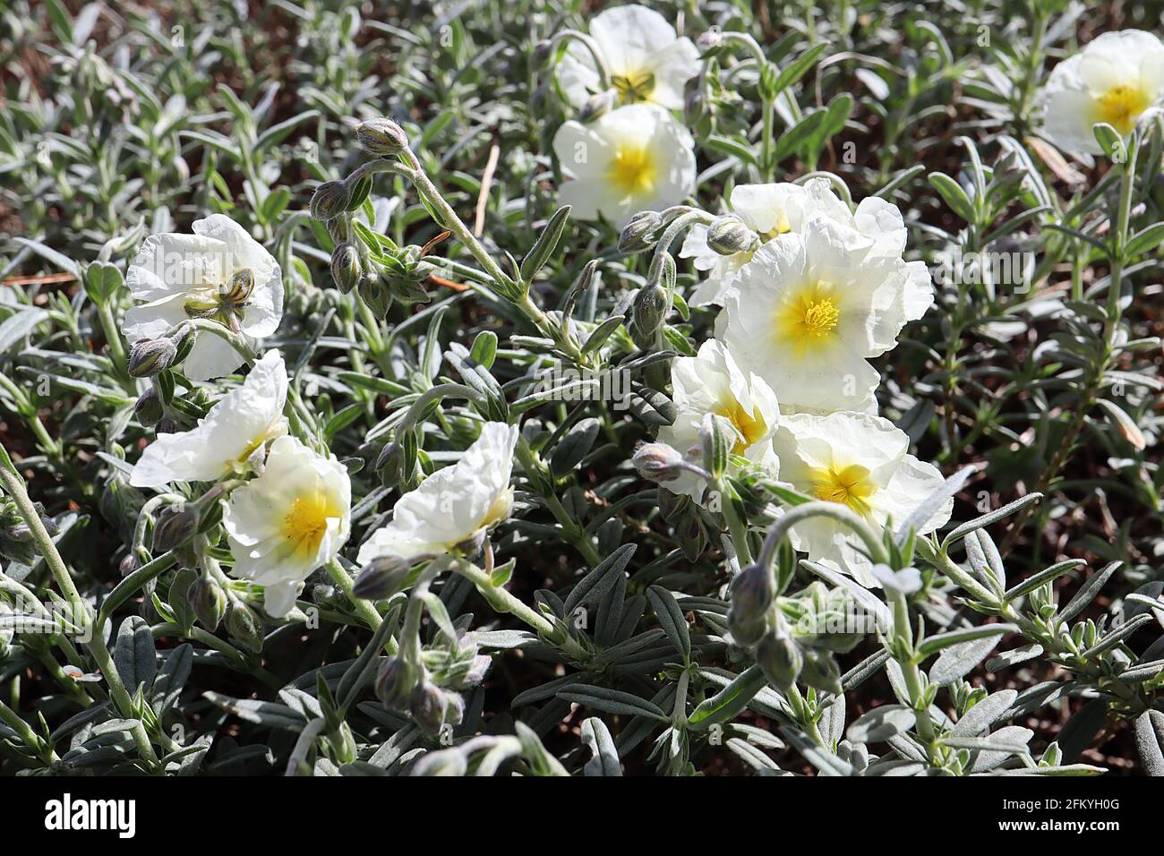 Helianthemum ‘The Bride’ rock rose The Bride – crinkly white flowers with yellow centre and short grey green leaves,  May, England, UK Stock Photo