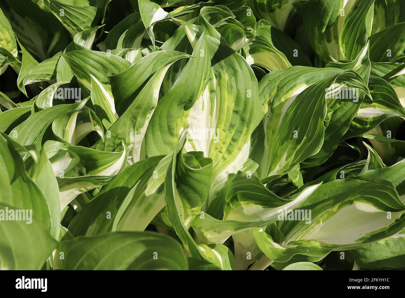 Hosta undulata var univittata one-striped wavy plantain lily – fresh green leaves with light green markings and wide central cream splash, May,England Stock Photo