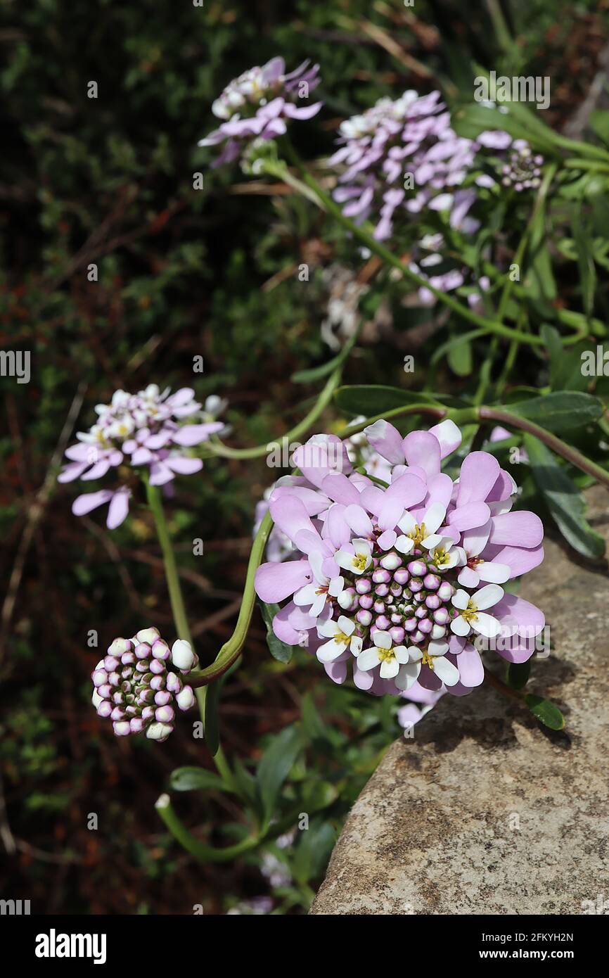 Iberis umbellata ‘Pink Ice’ Candytuft Pink Ice - central flower bud cluster, ring of small white flowers, radiating spoon-shaped petals underneath, Stock Photo