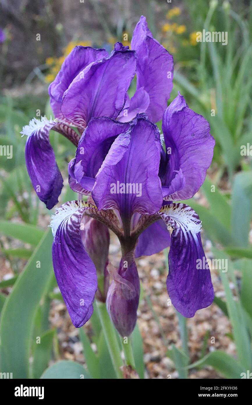 Iris aphylla Bearded iris Leafless iris – purple flowers, white beard, blue grey leaves,  May, England, UK Stock Photo