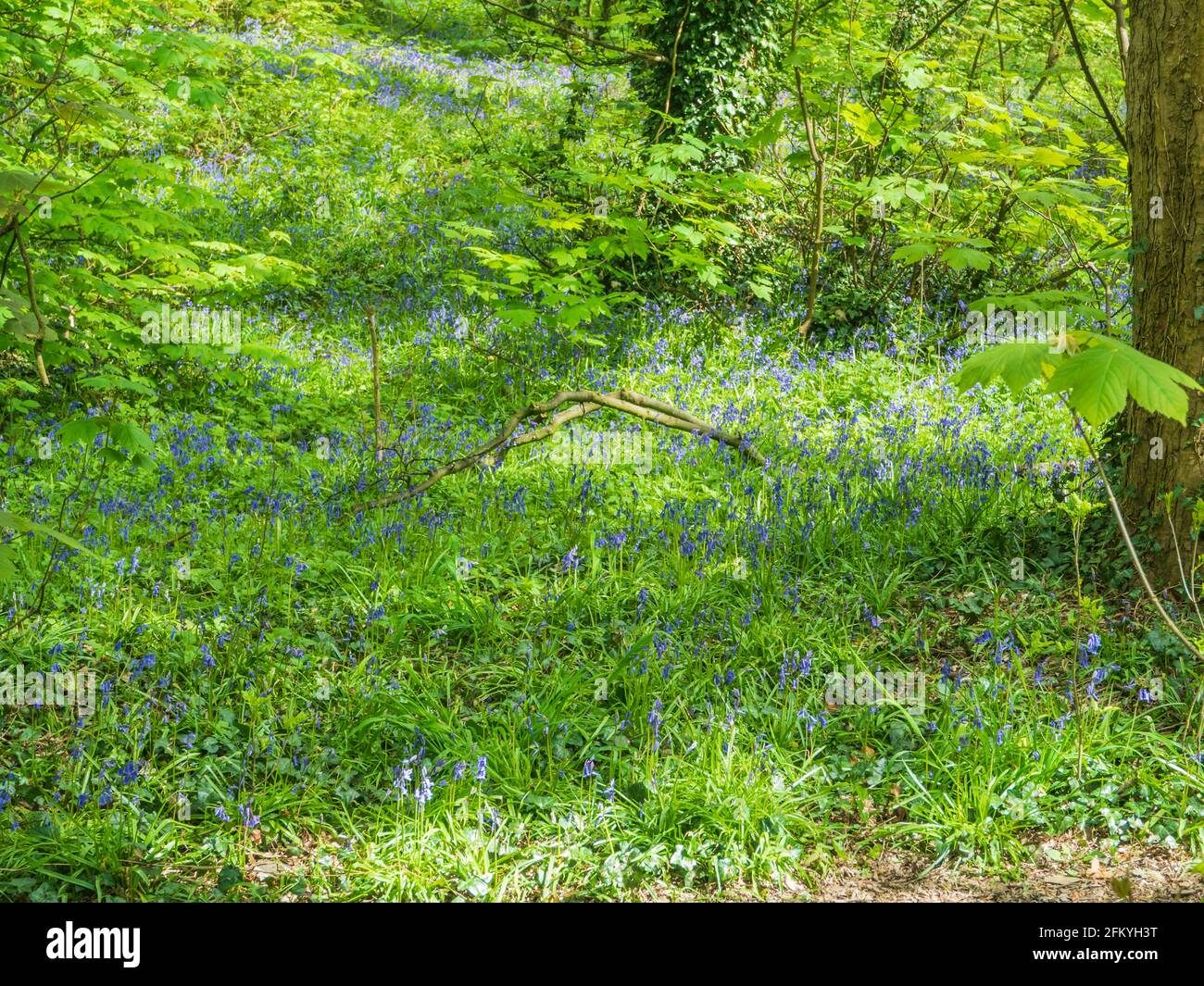 01.05.2021 Rainford Merseyside, UK. Walking between Moss Bank in St Helens, rainford and Crank