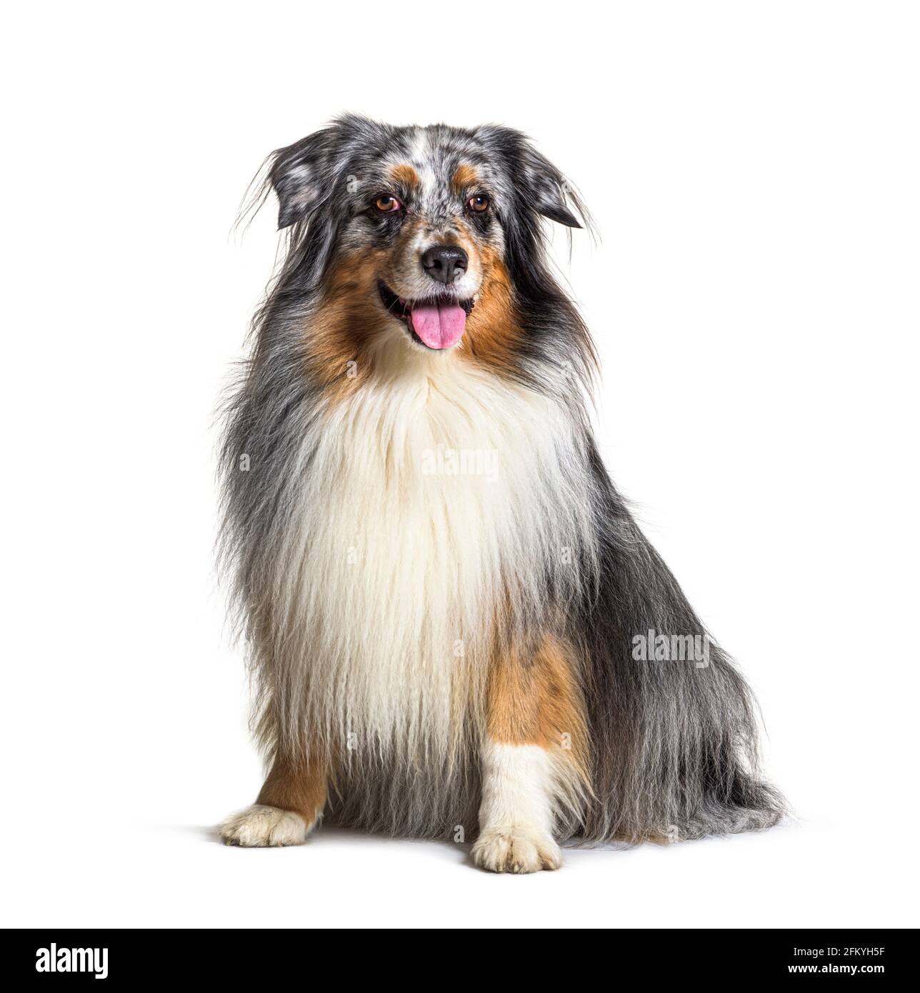 Panting australian Shepherd, isolated on white Stock Photo - Alamy