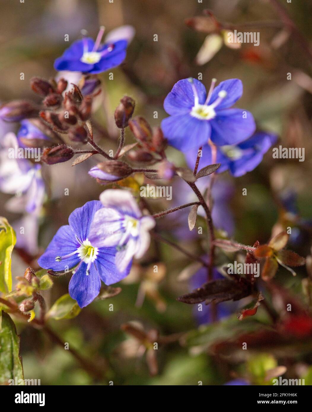 Veronica umbrosa Blue', speedwell Blue', Veronica