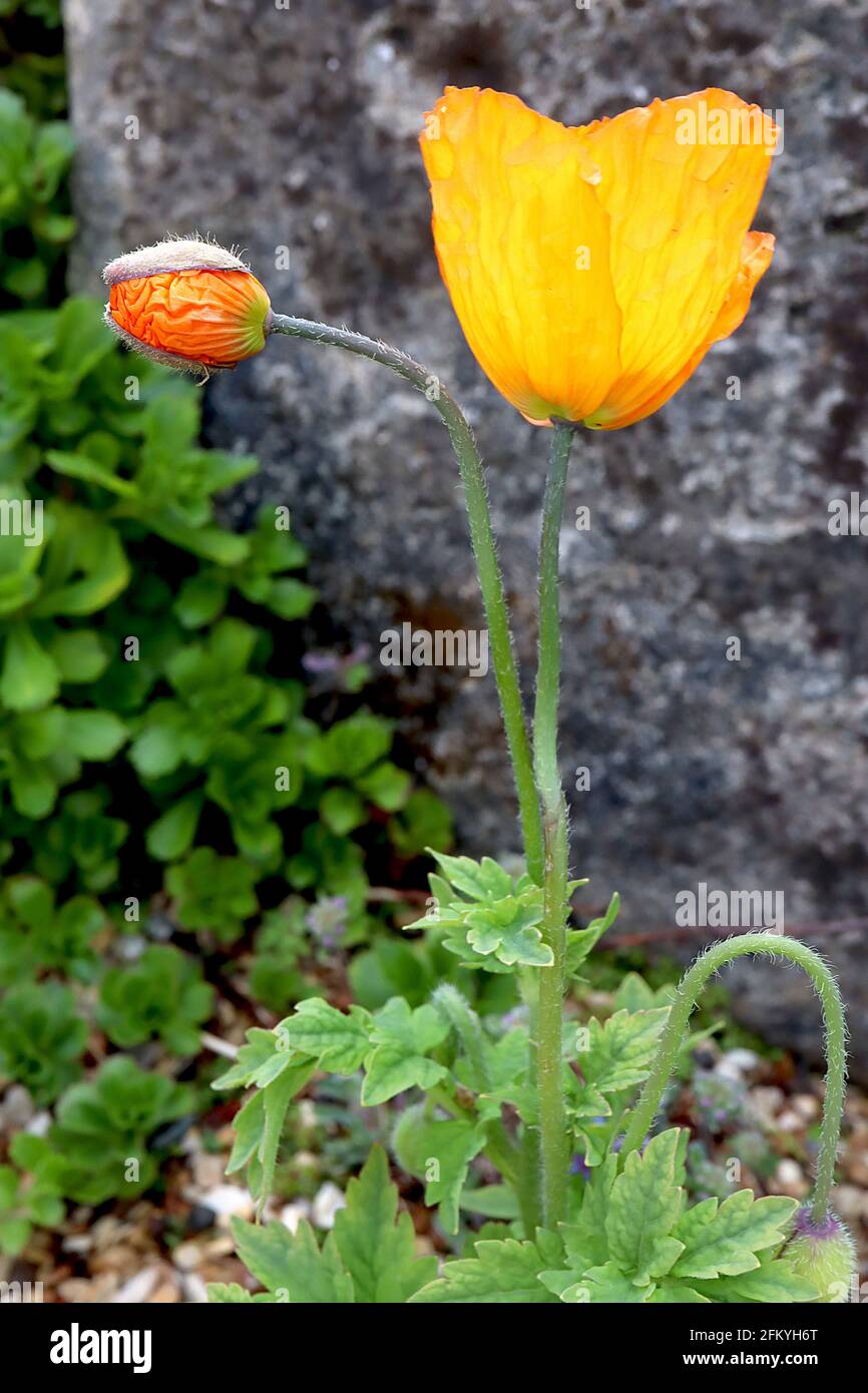 Papaver / Meconopsis cambricum Welsh poppy – yellow crinkly petals and toothed pinnate leaves,  May, England, UK Stock Photo