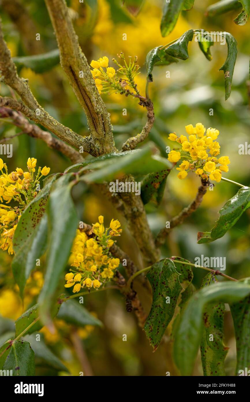 Mahonia aquifolium 'Apollo', Oregon grape 'Apollo', massed yellow flowers and foliage Stock Photo