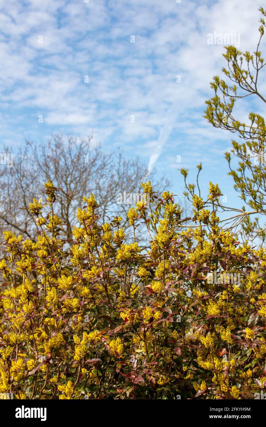 Mahonia aquifolium 'Apollo', Oregon grape 'Apollo' Stock Photo