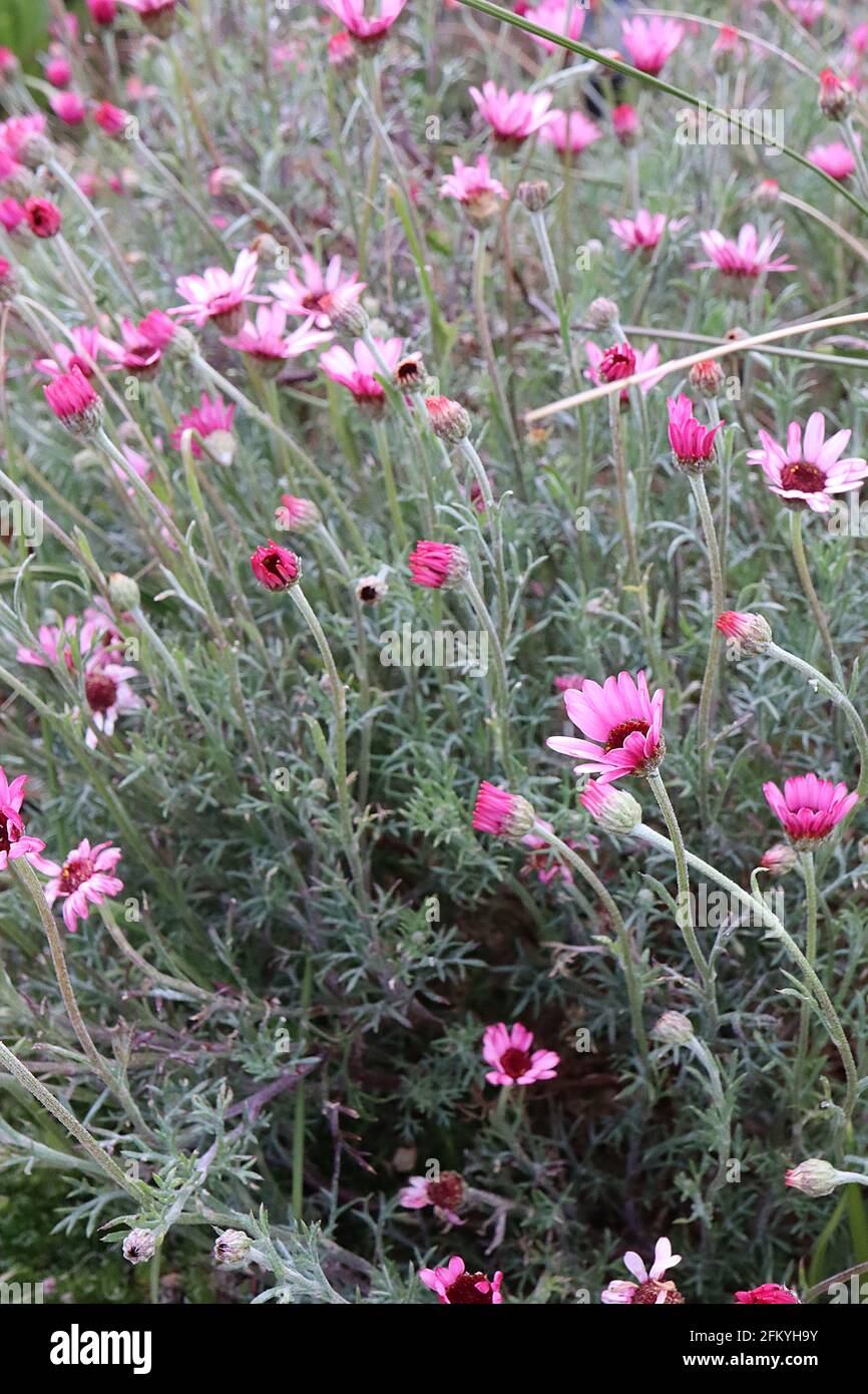 Rhodanthemum gayanum ‘Pretty in Pink’ Moroccan daisy Pretty in Pink – pink daisy-like flowers atop silvery green finely divided leaves,  May, England, Stock Photo