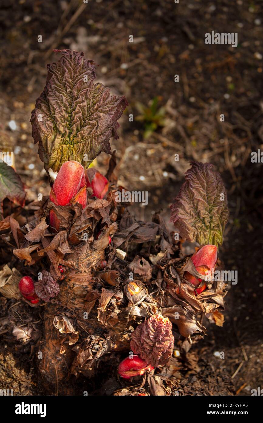 Vivid young Rheum Palmatum leaf and bud showing texture, natural plant portrait Stock Photo