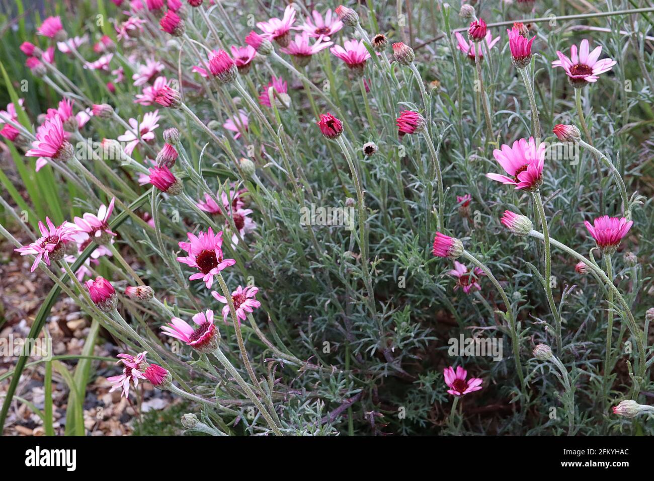 Rhodanthemum gayanum ‘Pretty in Pink’ Moroccan daisy Pretty in Pink – pink daisy-like flowers atop silvery green finely divided leaves,  May, England, Stock Photo