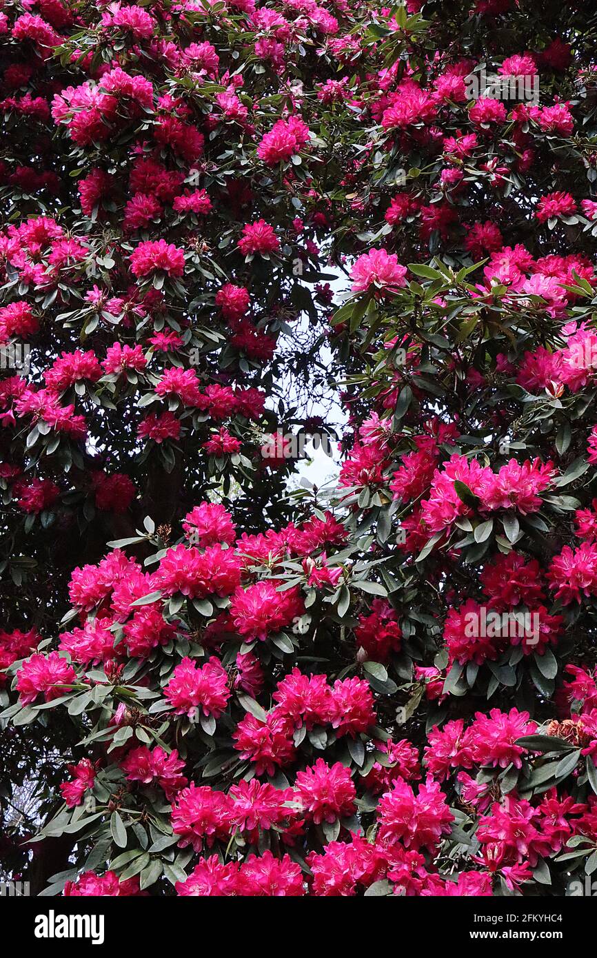 Rhododendron arboreum tree rhododendron – large tree covered in masses of deep pink flower trusses, dark green leaves,  May, England, UK Stock Photo