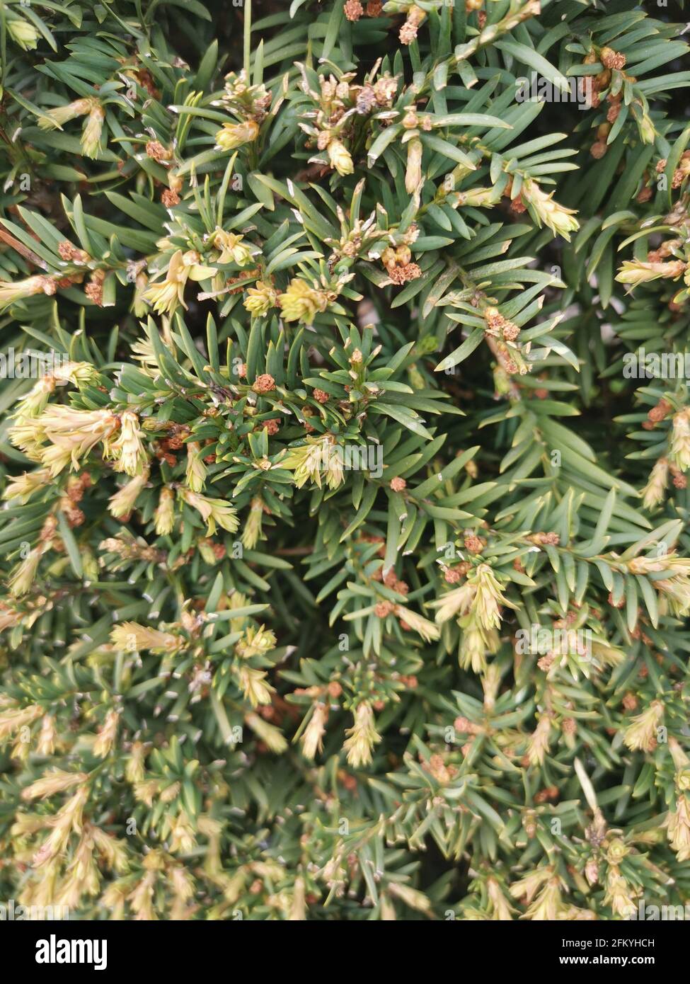 a taxus genus taxus from family taxacaeae from order pinales fromm class pinpsida from clade tracheophytes from pantae Stock Photo