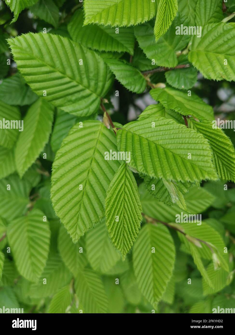 Carpinus betulus Leaf of a hornbeam used as wooden floorboards, parquet, living room furniture, instrument making Stock Photo