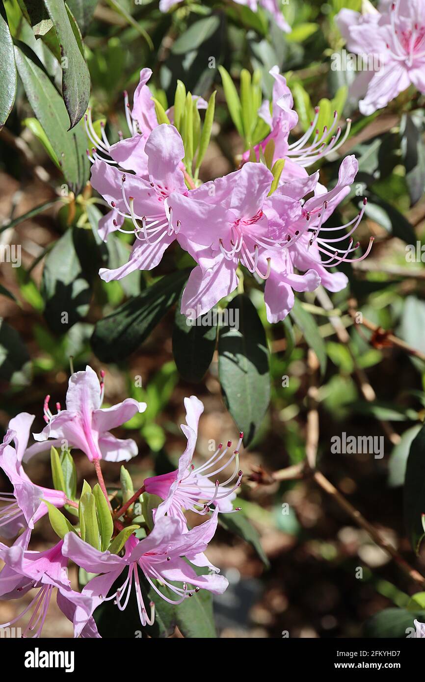Rhododendron davidsonanium Pale pink funnel-shaped flowers with red blotch, dark green elliptic leaves,  May, England, UK Stock Photo
