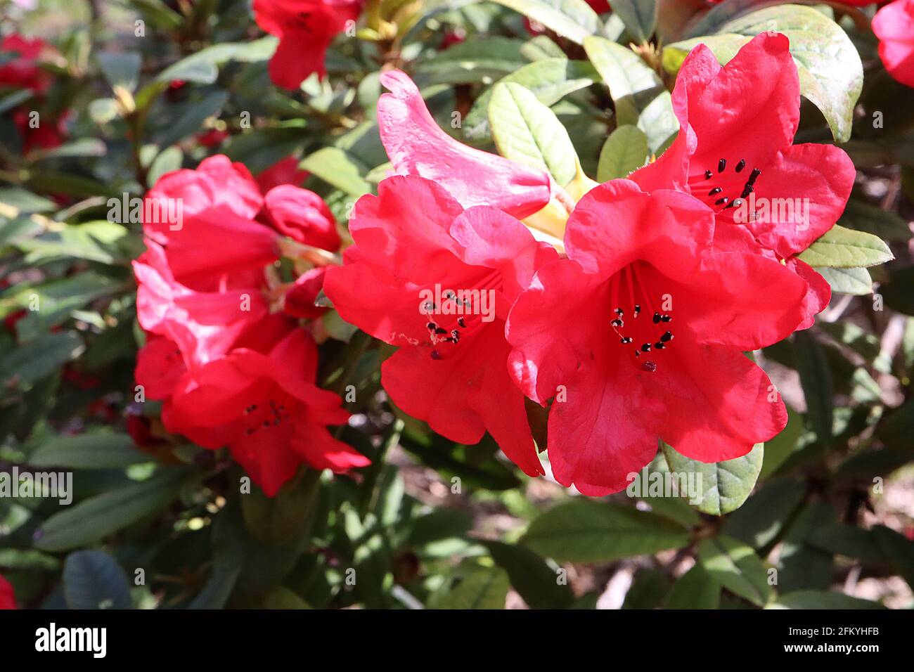 Rhododendron ‘Elizabeth’ Red funnel-shaped flowers with short dark green elliptic leaves,  May, England, UK Stock Photo