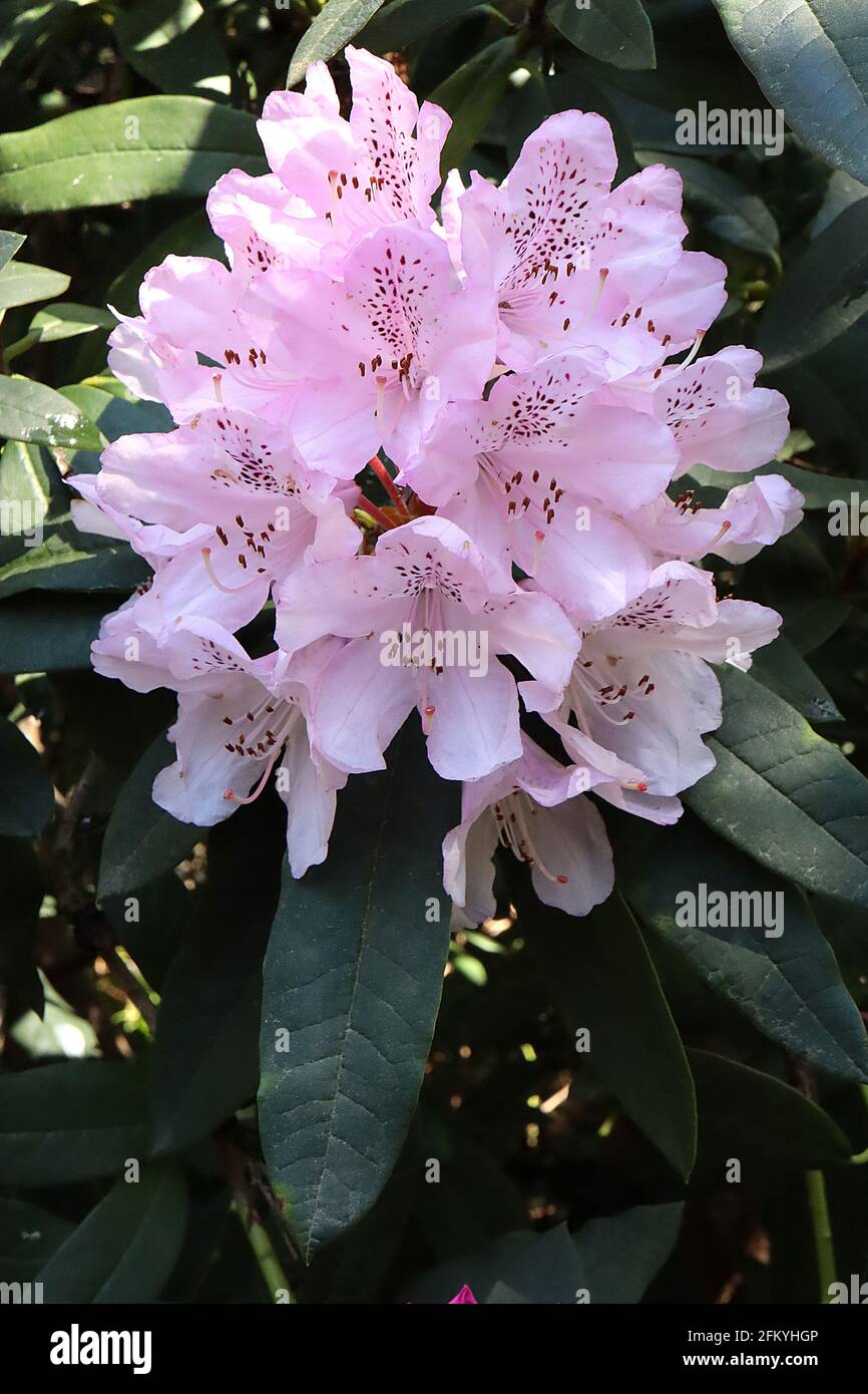 Rhododendron ‘Blue Peter’ very pale pink flowers with dark purple blotch, oblong dark green leaves,  May, England, UK Stock Photo