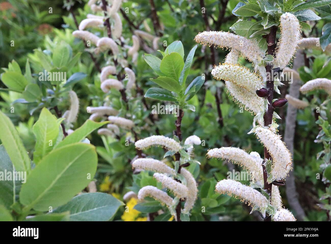 Salix hastata Halberd willow – cylindrical and horizontal white catkins with yellow pollen,  May, England, UK Stock Photo