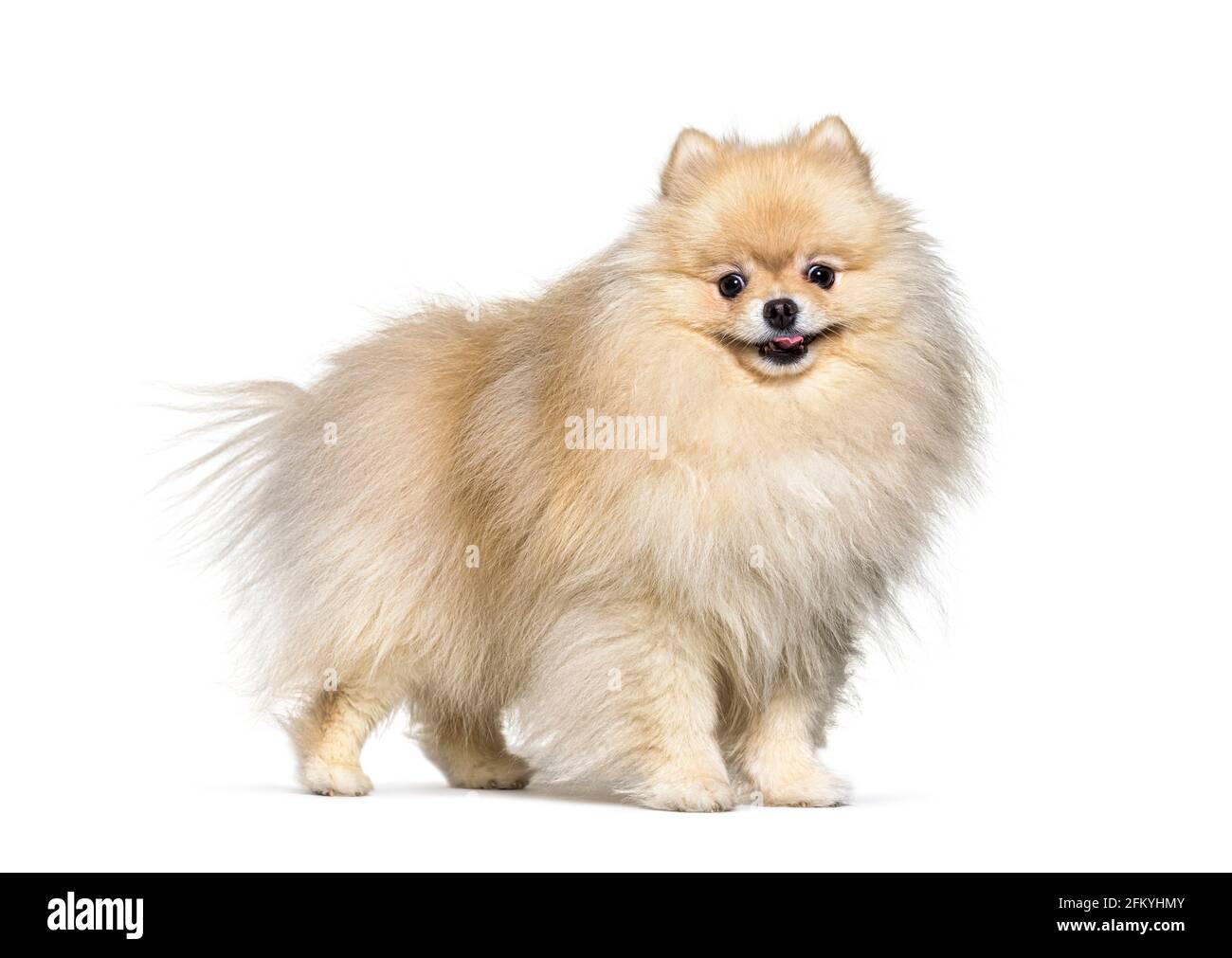 Small spitz dog cream standing, isolated Stock Photo Alamy