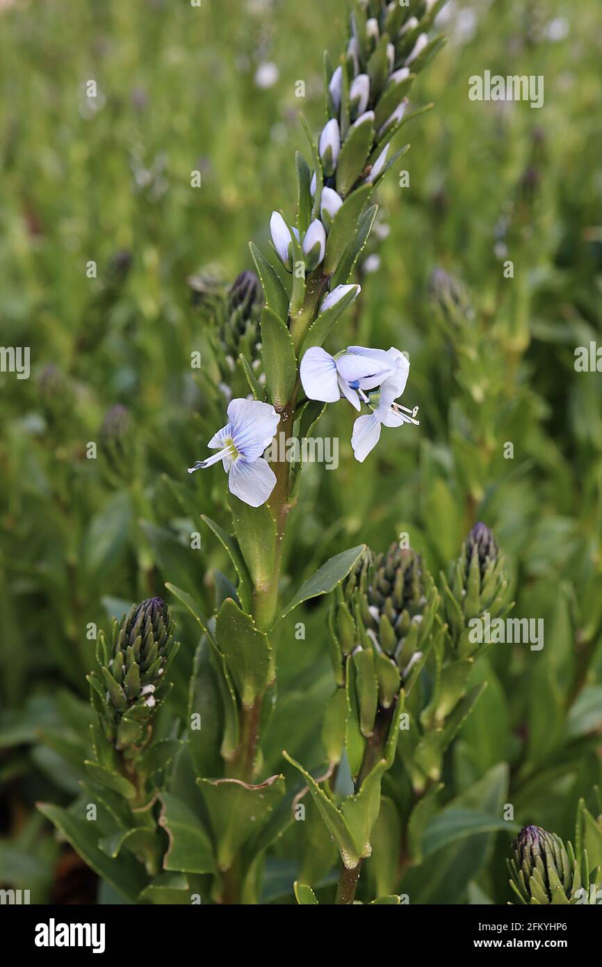 Veronica gentianoides gentian speedwell – very pale blue flowers with blue veins interspersed with olive green leaves on flower spikes,  May, England, Stock Photo