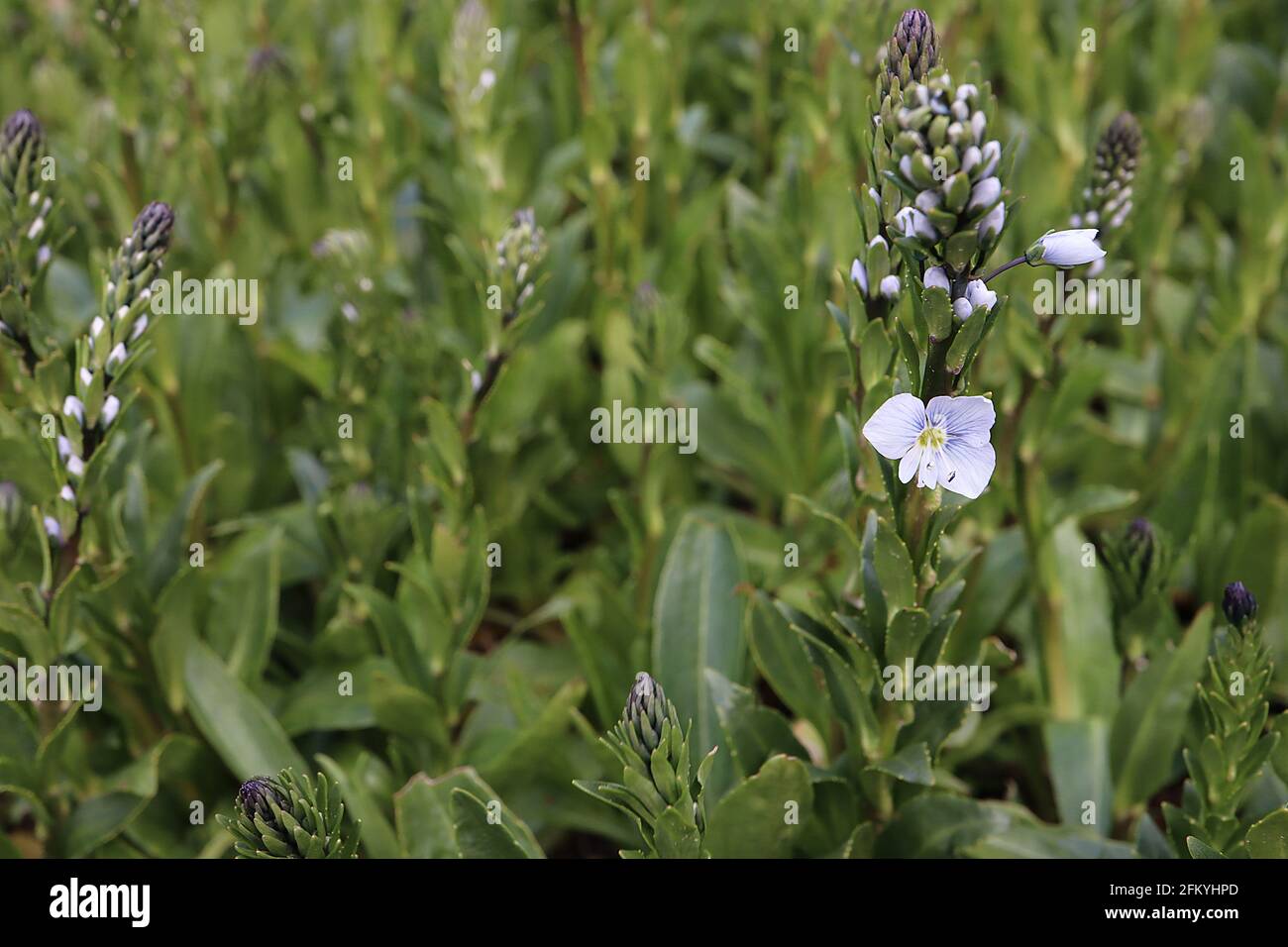 Veronica gentianoides gentian speedwell – very pale blue flowers with blue veins interspersed with olive green leaves on flower spikes,  May, England, Stock Photo