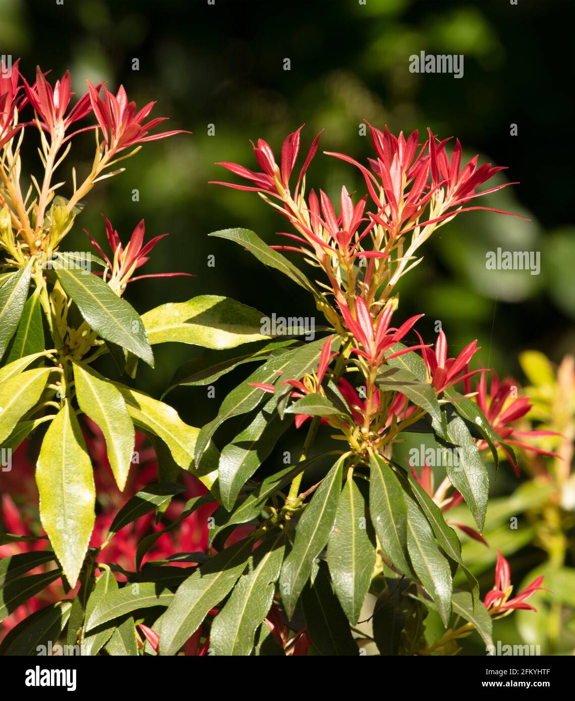 Pieris 'Forest Flame', Pieris floribunda 'Forest Flame', foliage in full sunshine Stock Photo