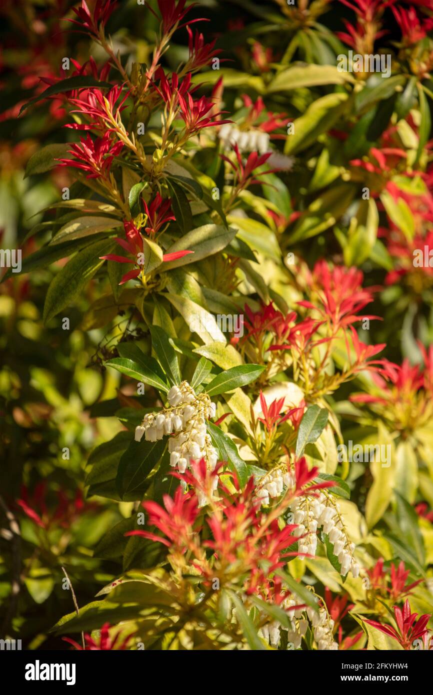 Pieris 'Forest Flame', Pieris floribunda 'Forest Flame', in bright spring sunshine Stock Photo