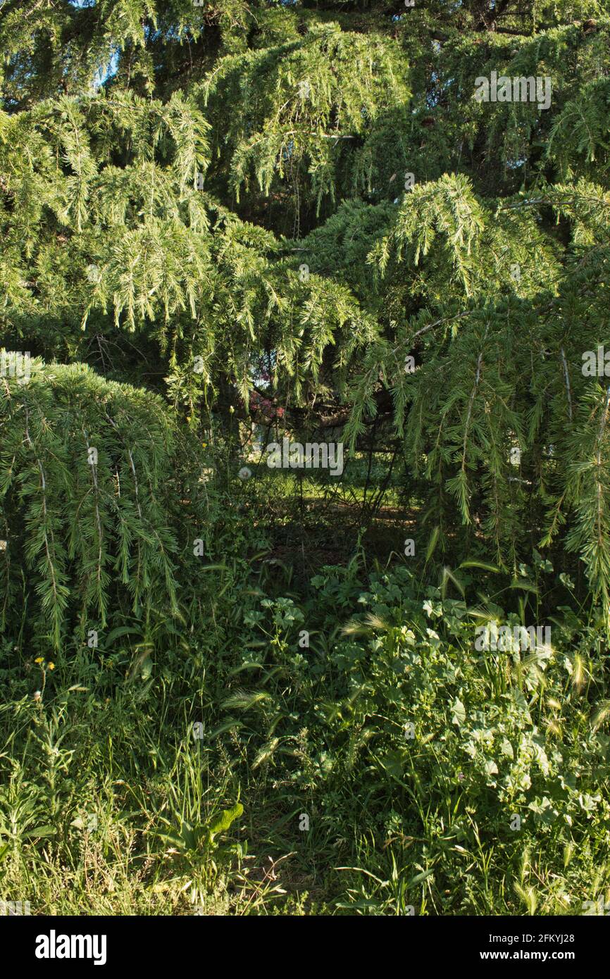 lush garden with pine leaves and branches Stock Photo