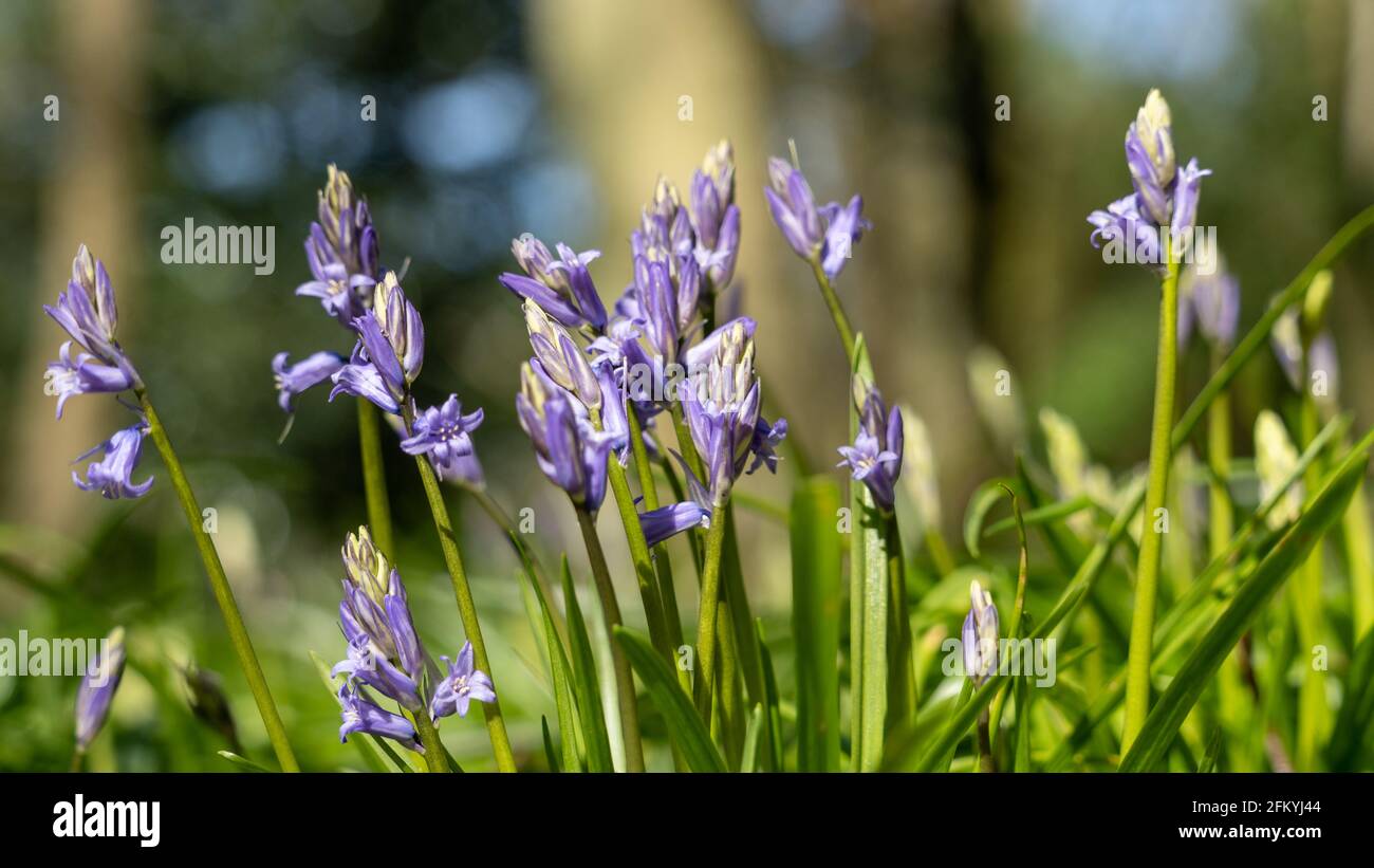 Low Level Forest Floor View of Bluebell plant showing green leaf and purple blue flowers in springtime Stock Photo