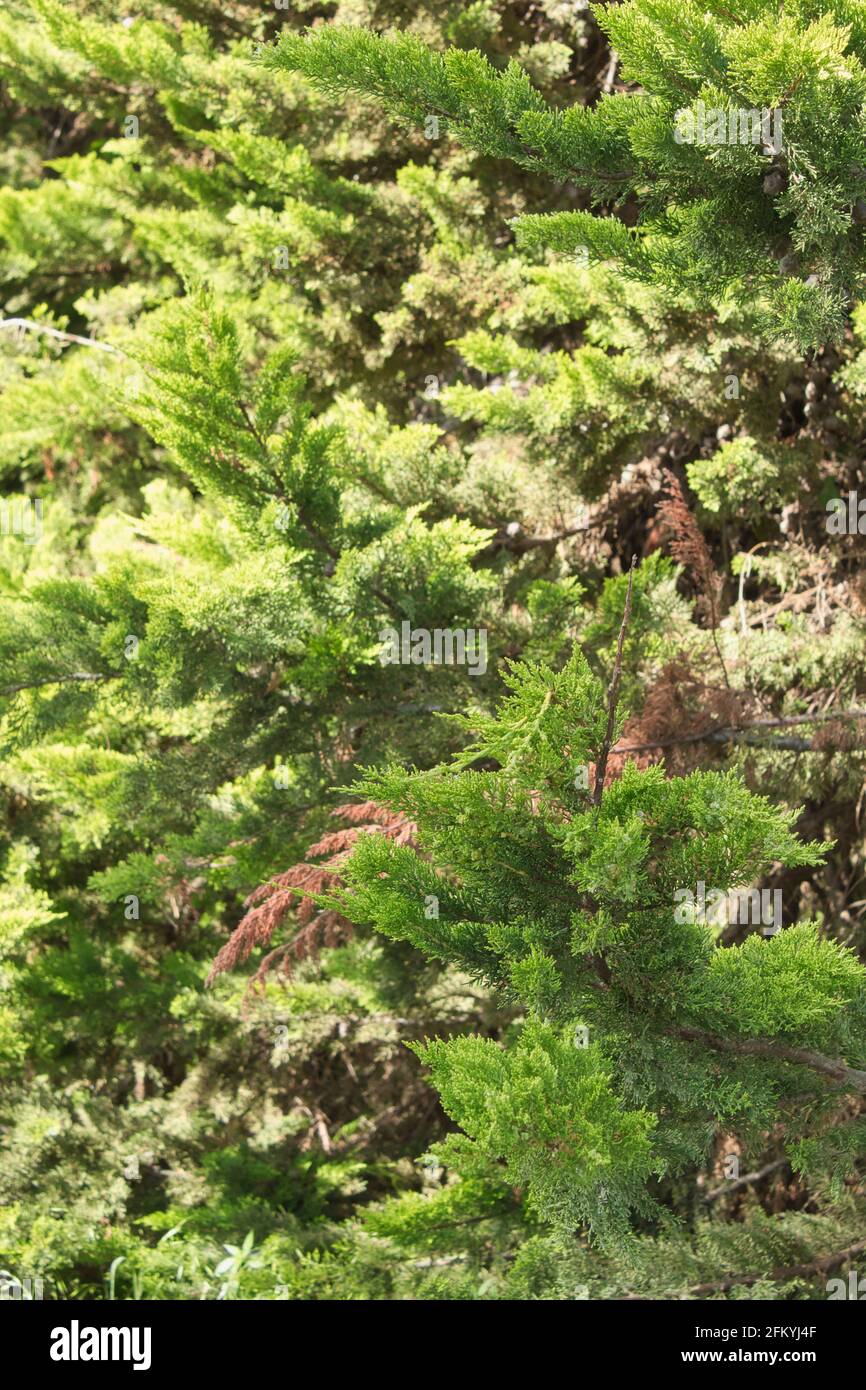 lush garden with pine leaves and branches Stock Photo