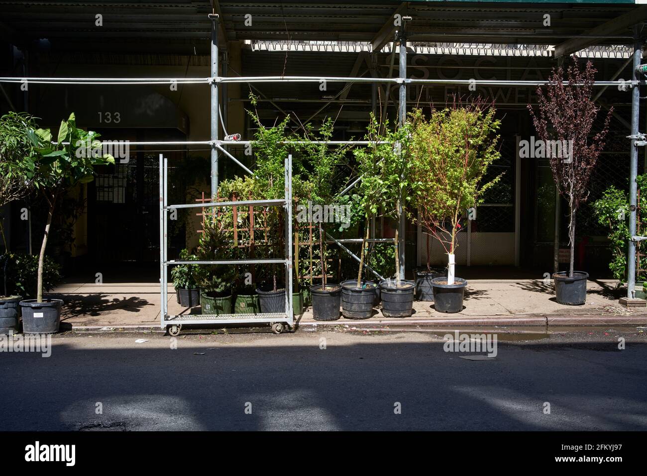 Plants for sale in New York City's flower district Stock Photo