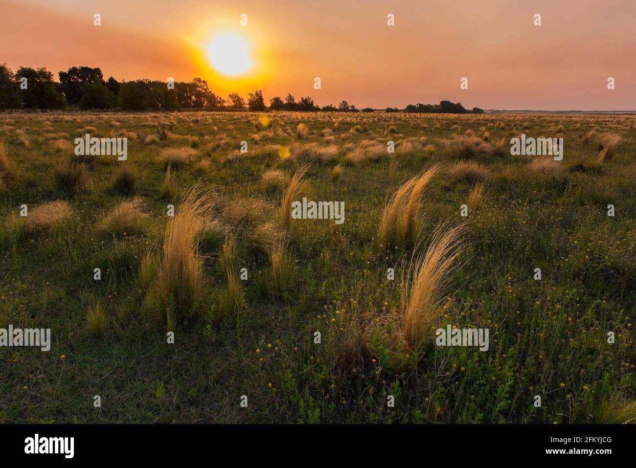 Pampas grassland landscape, La Pampa Province, Patagonia, Argentina ...