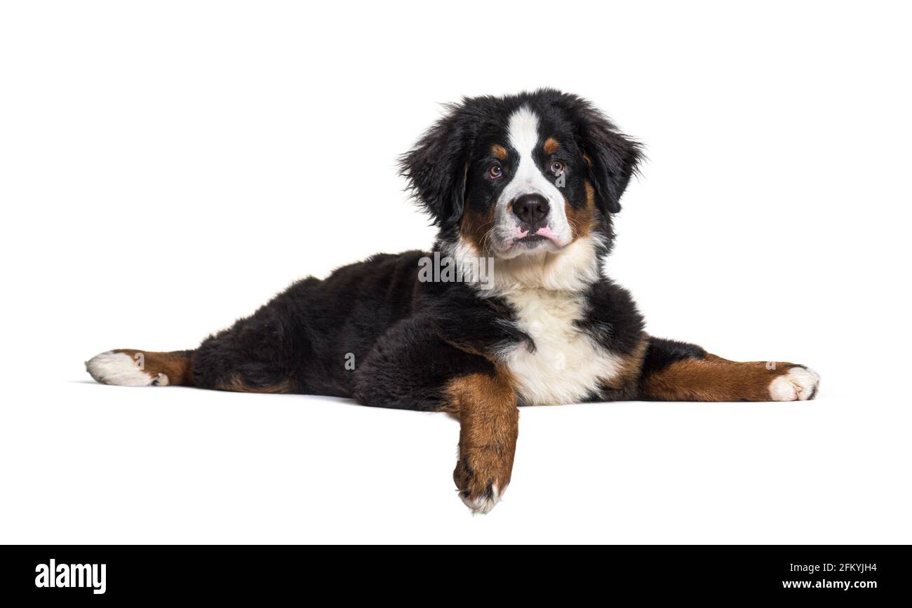 Lying down Bernese Mountain Dog Stock Photo